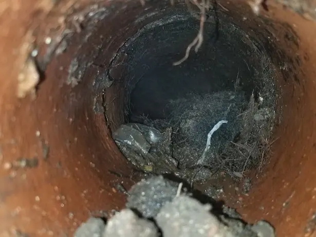 Tree roots and debris restricting the inside of an older sewer pipe