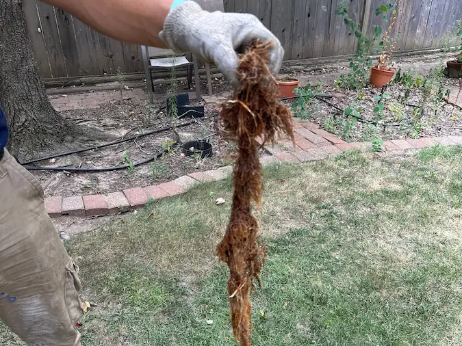 Tree roots removed from a sewer line by PD Plumbing in Wichita Kansas