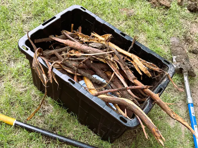 Roots removed from a sewer line during sewer repair