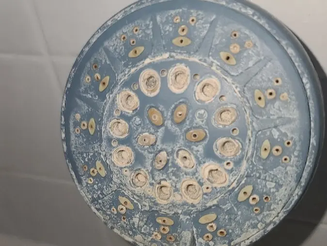 Visible mineral scale deposits on a showerhead