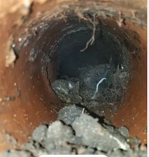 Roots causing clogged drain in Wichita pipe